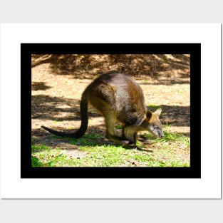 The Swamp Wallaby Posters and Art